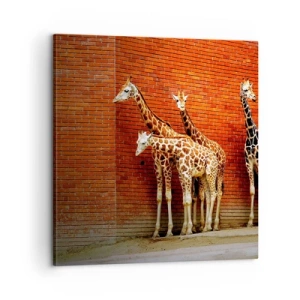 Obraz na plátne - Vidíte nejaký agát? - 60x60 cm