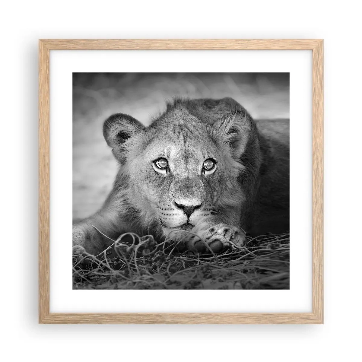 Plagát v ráme zo svetlého duba - Kráľovské šteňa - 40x40 cm