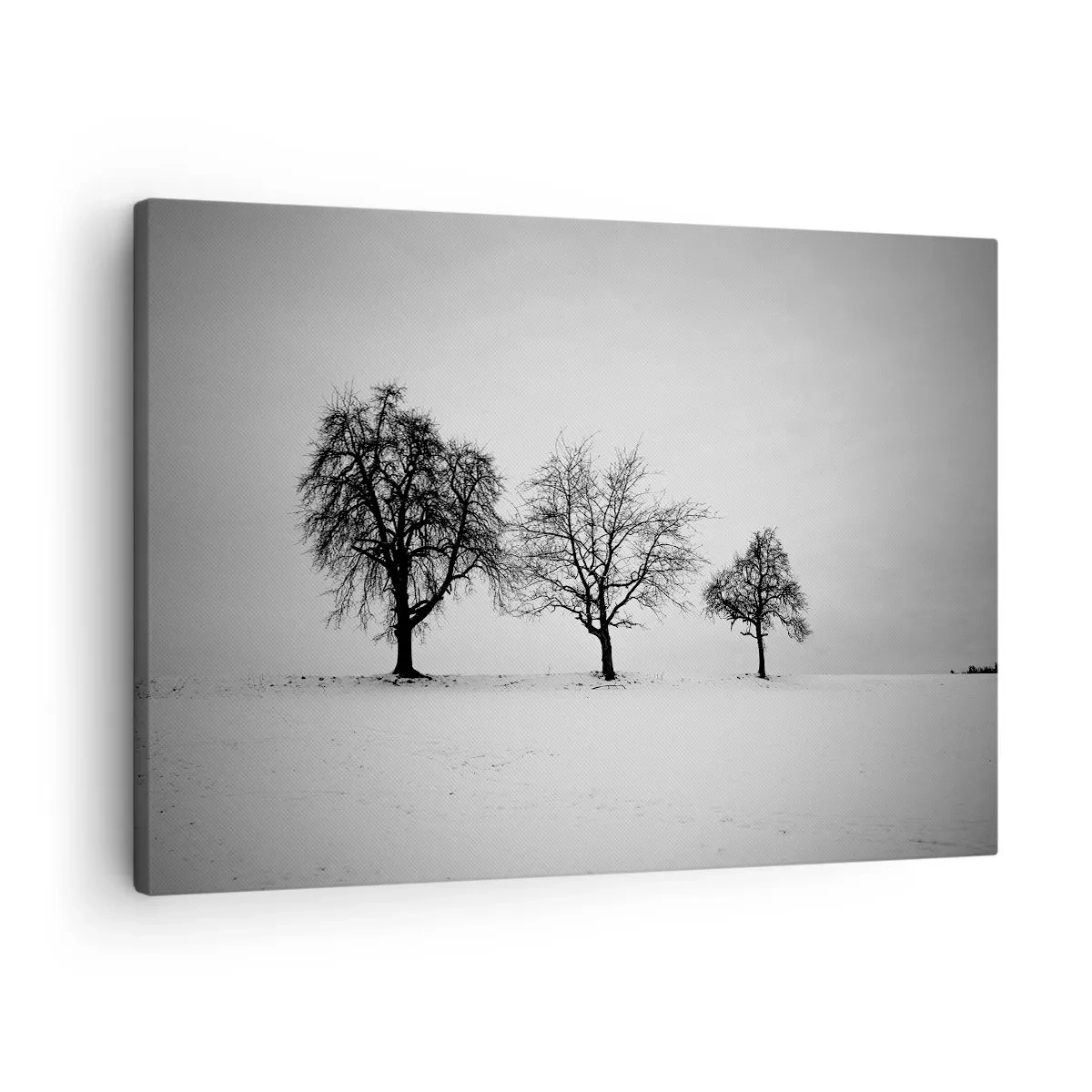Obraz na plátne - Tri stromy v zasneženom poli v monochromatickom štýle - 70x50cm - O čom sníva? - Moderná nástenná dekorácia do obývacej izby a spálne ARTTOR
