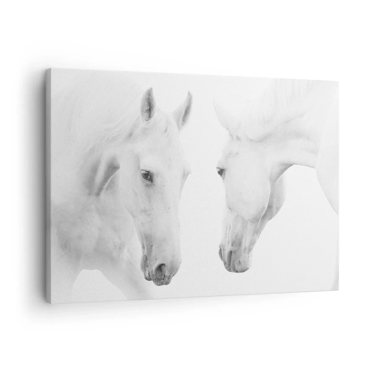 Obraz na plátne - Minimalistický portrét dvoch bielych koní - 70x50cm - Je to priateľstvo…? - Moderná nástenná dekorácia do obývacej izby a spálne ARTTOR