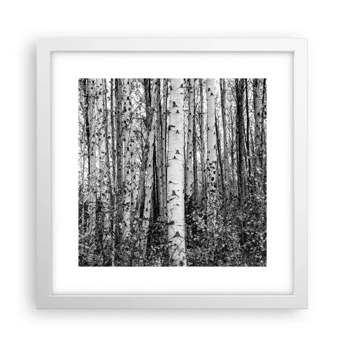 Plagát v bielom ráme - Brezová kolonáda - 30x30 cm