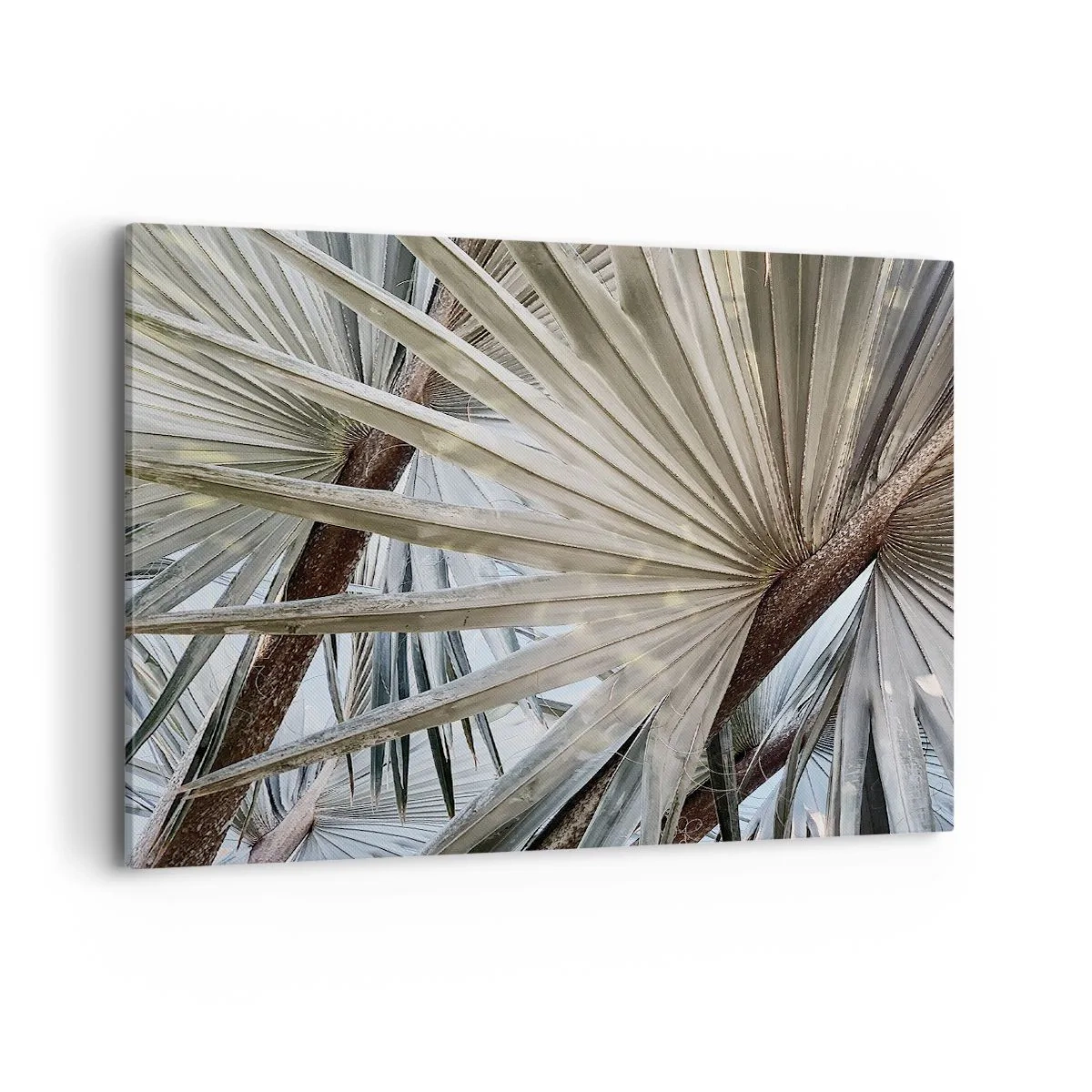 Obraz na plátne - Vejáre v trópoch - 100x70 cm