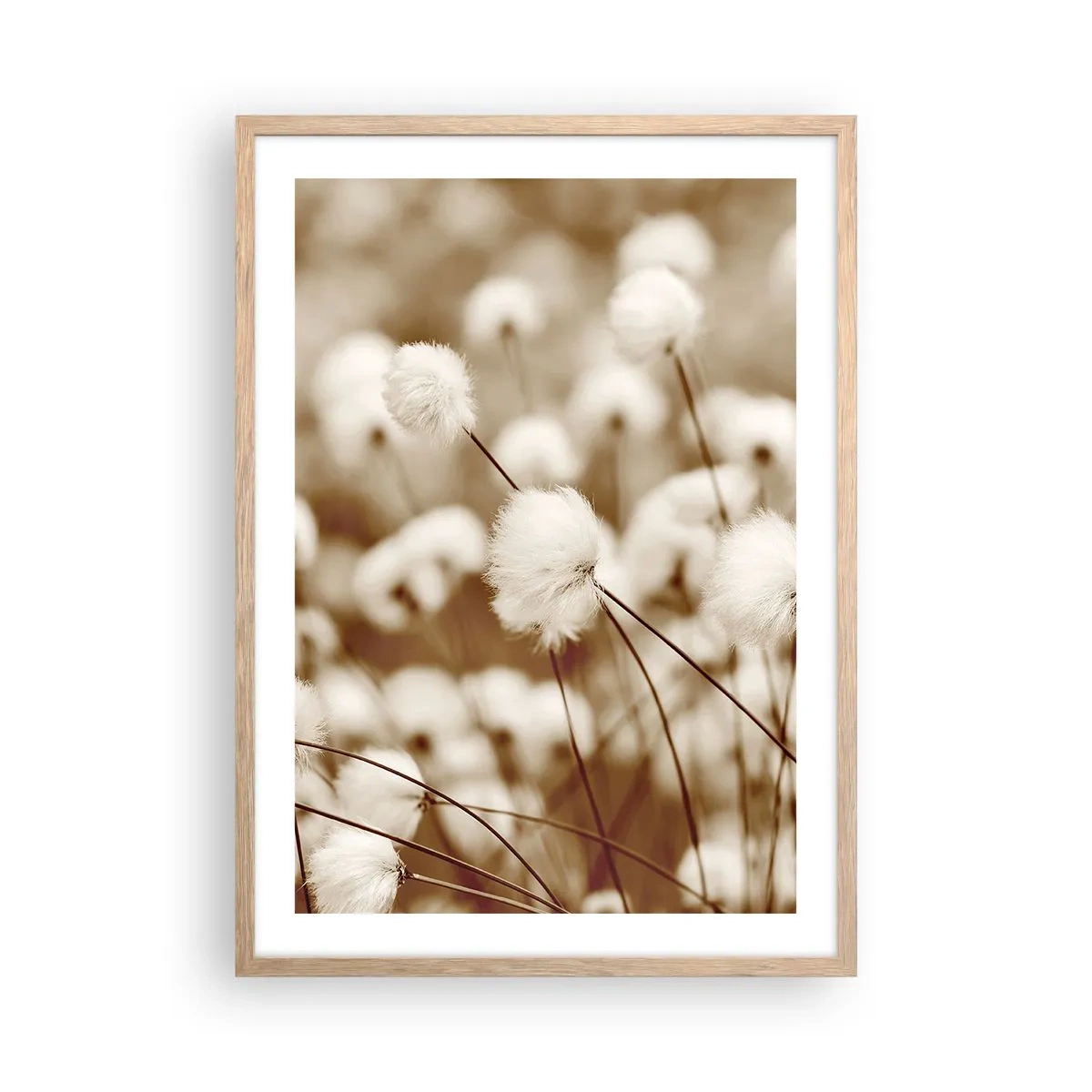 Plagát v ráme zo svetlého duba - Chlpatý lán - 50x70 cm