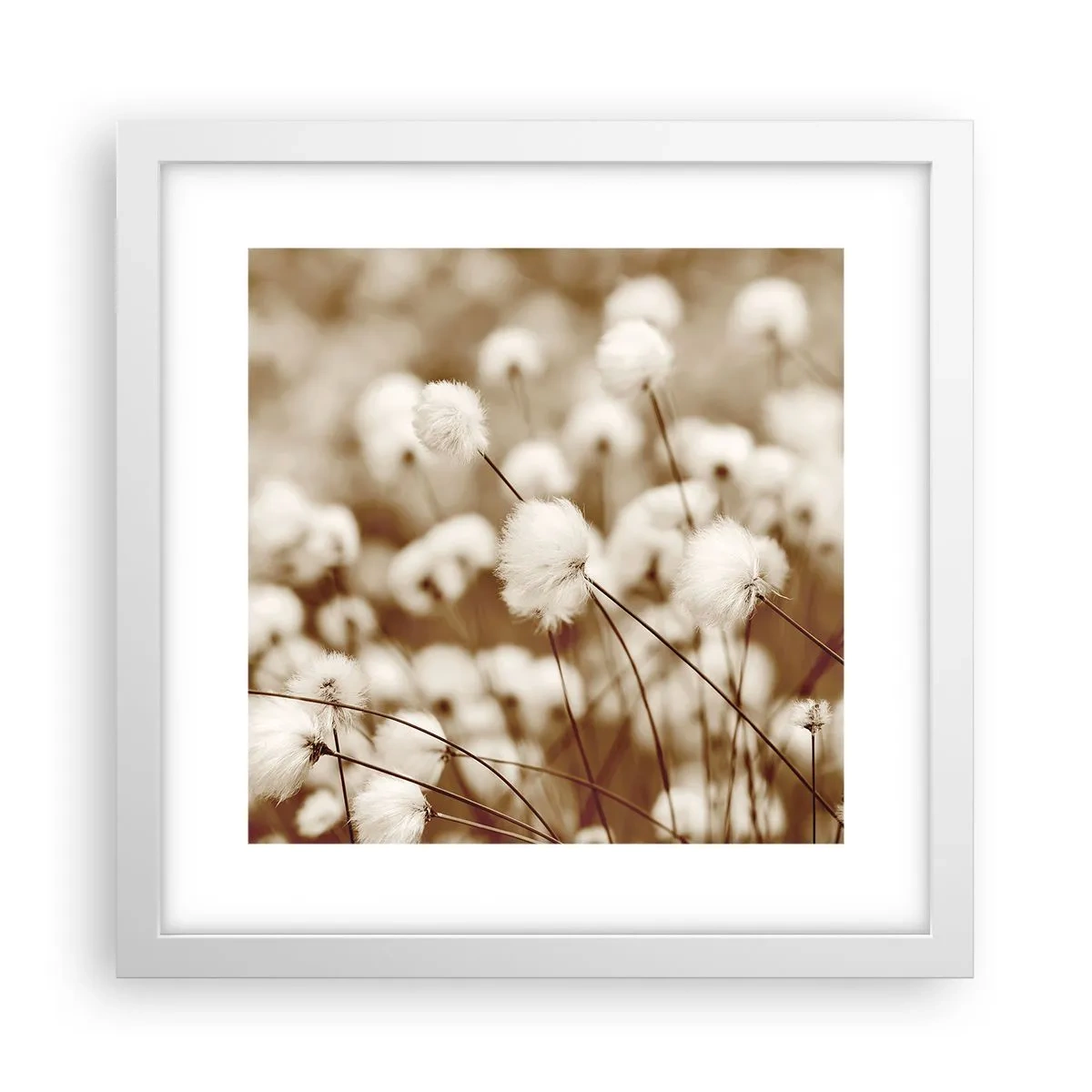Plagát v bielom ráme - Chlpatý lán - 30x30 cm