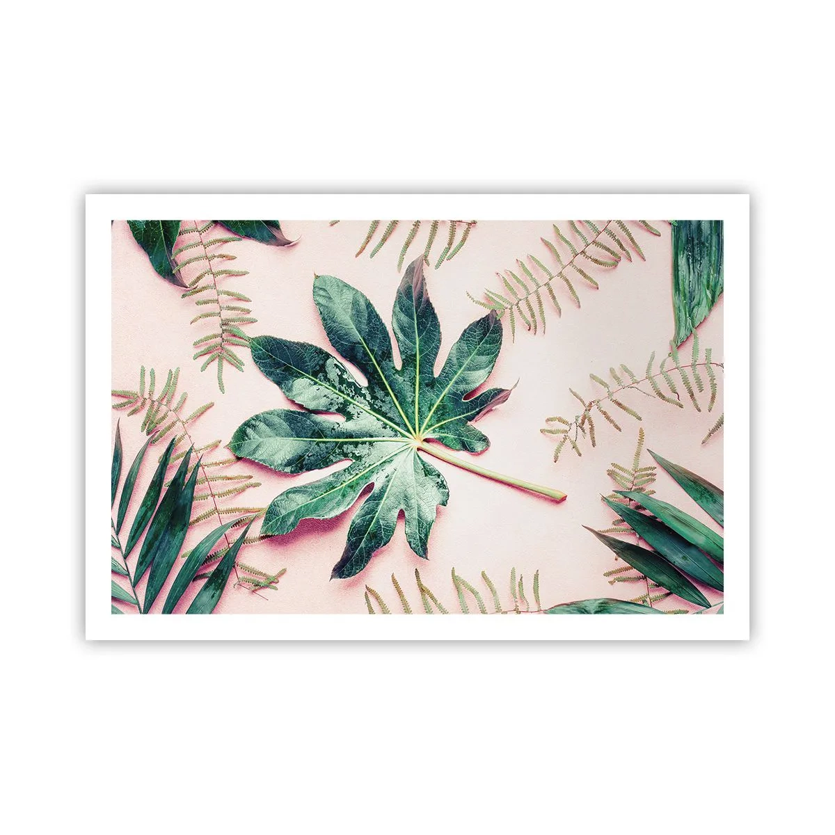 Plagát - Štúdia zelenej na ružovom pozadí - 91x61 cm