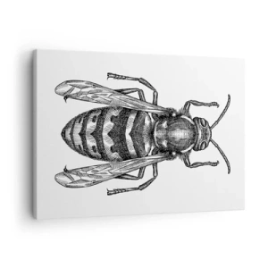 Obraz na plátne - Motív kreslenej osy na bielom pozadí v minimalistickom štýle. - 70x50cm - Z hmyzej planéty - Moderná nástenná dekorácia do obývacej izby a spálne ARTTOR