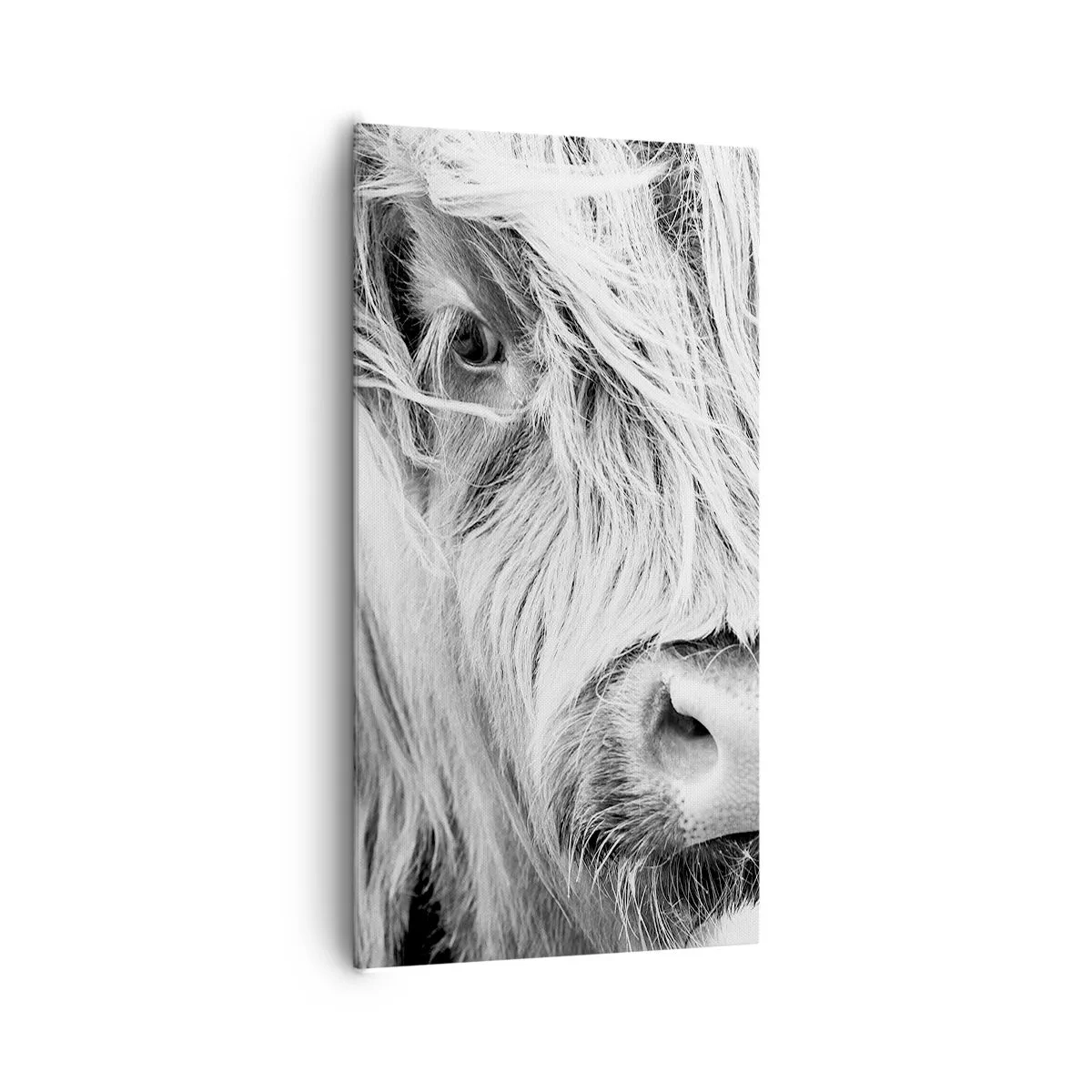 Obraz na plátne - Škótska divokosť - 65x120 cm