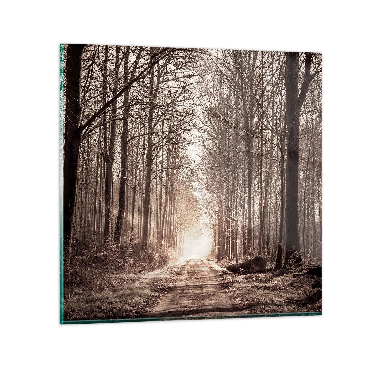 Obraz na skle - Lesná katedrála - 70x70 cm