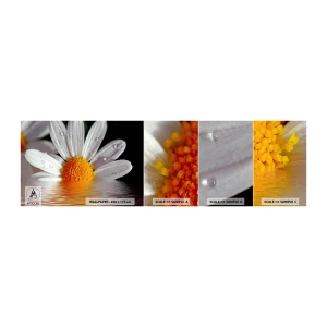 Vzorka Fototapeta Standard Eco - Vychádzajúce slnko sedmokrásky - Kvetina, Harmanček, Príroda - 100x30 cm