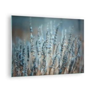 Obraz na skle - Levanduľové pole v jemnom, chladnom svetle - 70x50cm - Voňavý lán - Moderná nástenná dekorácia do obývacej izby a spálne ARTTOR