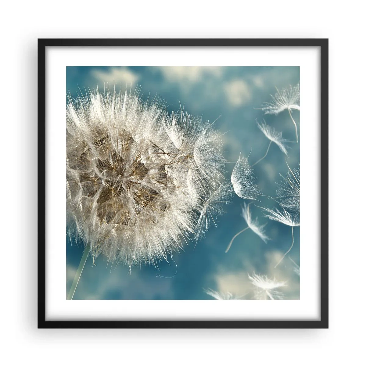 Plagát v čiernom ráme - Dych anjela - 50x50 cm