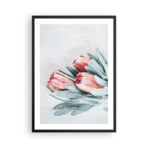 Plagát v čiernom ráme - Jemná kompozícia kvetov protey na svetlom pozadí - 50x70cm - Zahanbené svojou vlastnou krásou - Moderná nástenná dekorácia do obývacej izby a spálne ARTTOR