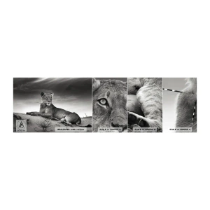 Vzorka Fototapeta Standard Eco - Odpočinok kráľovnej púšte - Zvieratá, Lev, Púšť - 100x30 cm