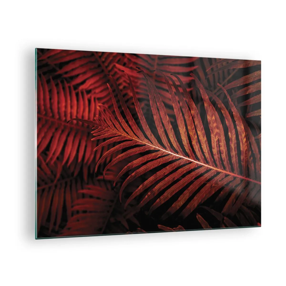 Obraz na skle - Červené listy tropickej rastliny na tmavom pozadí - 70x50cm - Žiar života - Moderná nástenná dekorácia do obývacej izby a spálne ARTTOR