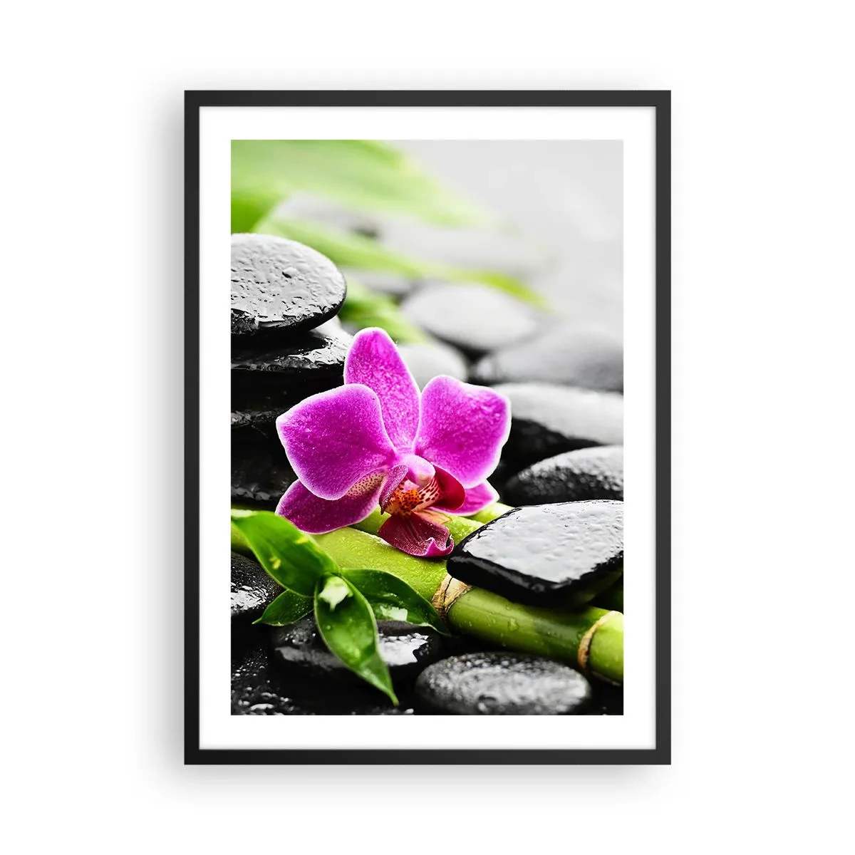 Plagát v čiernom ráme - Fialová orchidea na mokrých kameňoch a zelených listoch - 50x70cm - V pokojnej rovnováhe - Moderná nástenná dekorácia do obývacej izby a spálne ARTTOR