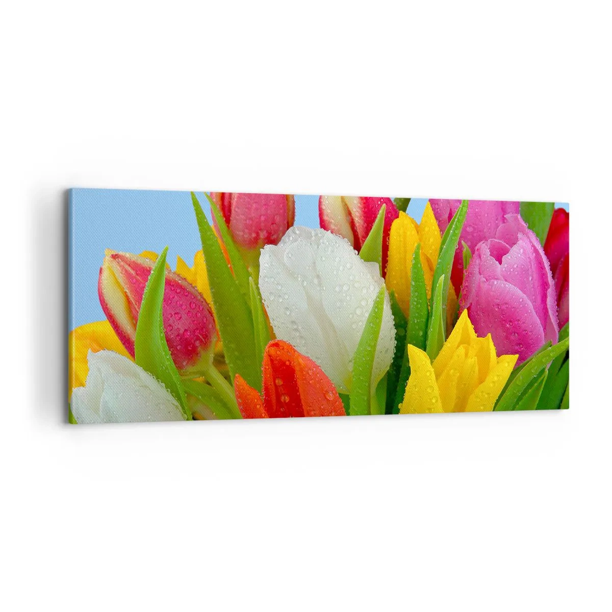 Obraz na plátne - Kvetinová dúha v kvapkách rosy - 100x40 cm