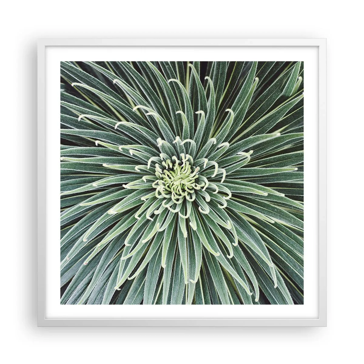 Plagát v bielom ráme - Zrodenie hviezdy - 60x60 cm