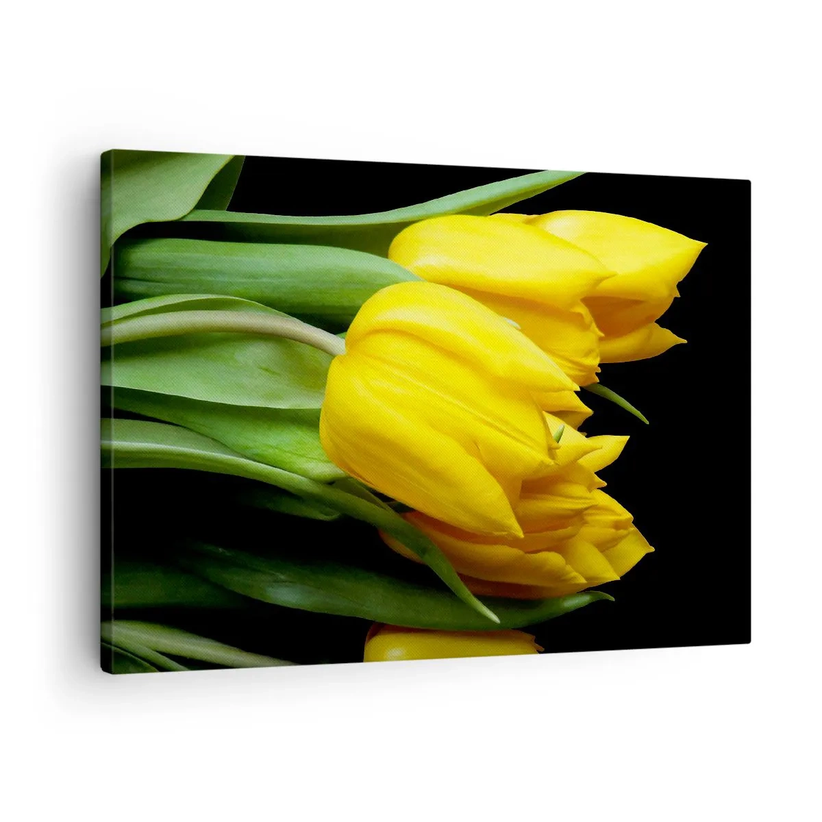 Obraz na plátne - Kytica žltých tulipánov na čiernom pozadí - 70x50cm - Vznikli z čistého slnka - Moderná nástenná dekorácia do obývacej izby a spálne ARTTOR
