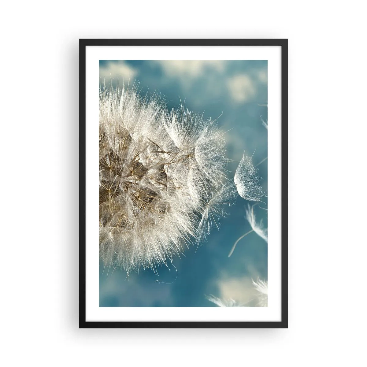 Plagát v čiernom ráme - Jemné semienka púpavy na modrom pozadí - 50x70cm - Dych anjela - Moderná nástenná dekorácia do obývacej izby a spálne ARTTOR