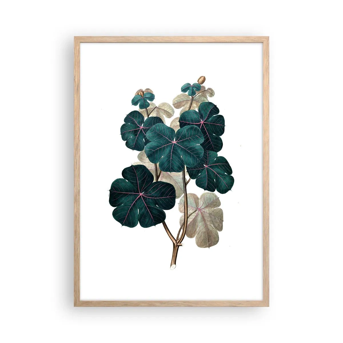 Plagát v ráme zo svetlého duba - Zo starého herbára - 50x70 cm