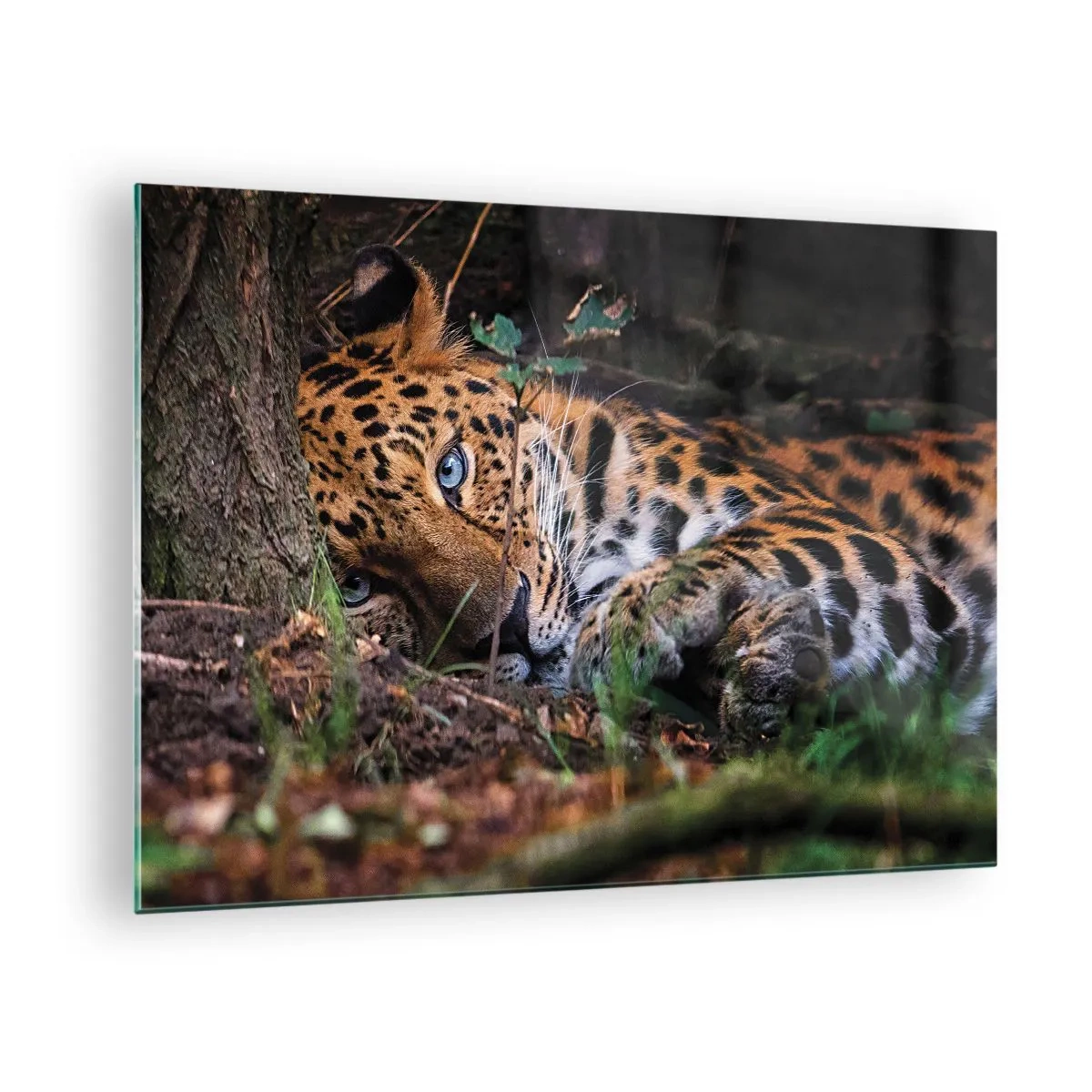Obraz na skle - Jaguár ležiaci na zemi a pokojne hľadiaci do kamery. - 70x50cm - Ver mi - Moderná nástenná dekorácia do obývacej izby a spálne ARTTOR
