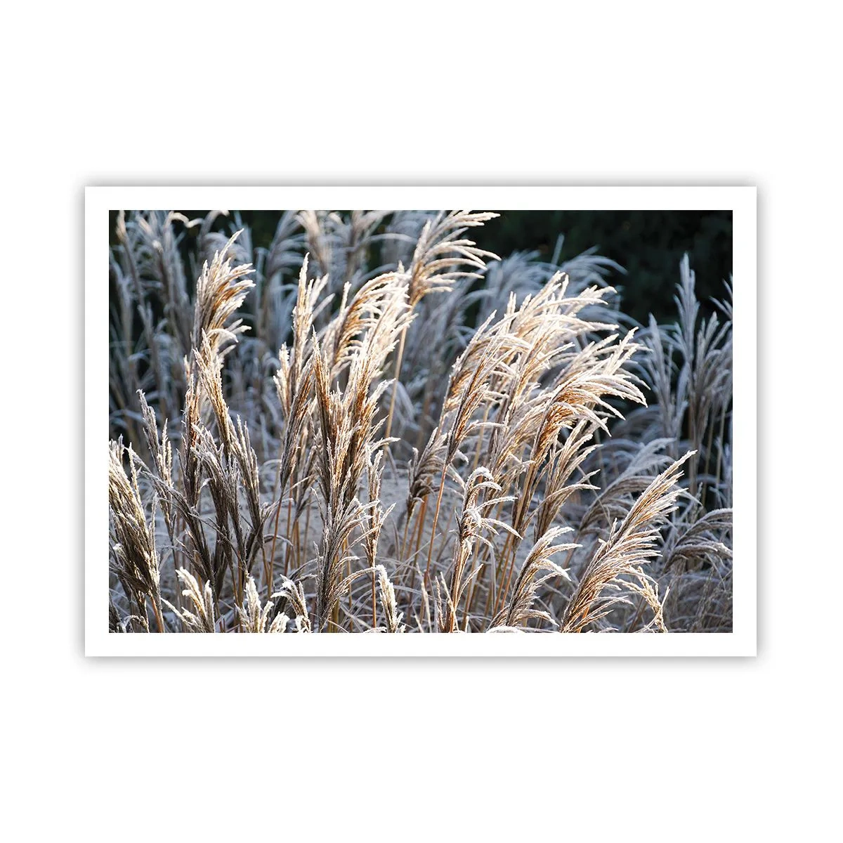 Plagát - Mrazom pokryté - 100x70 cm