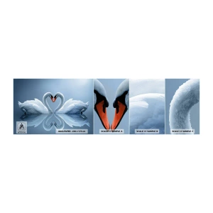 Vzorka Fototapeta Standard Eco - Čas na lásku - Labute, Láska, Srdce - 100x30 cm