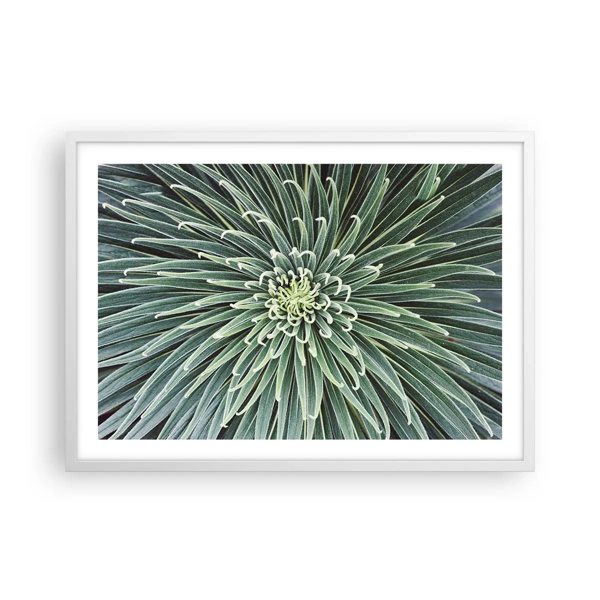 Plagát v bielom ráme - Zrodenie hviezdy - 70x50 cm