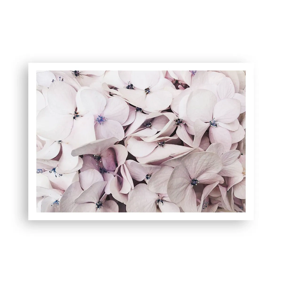 Plagát - V záplave kvetov - 100x70 cm