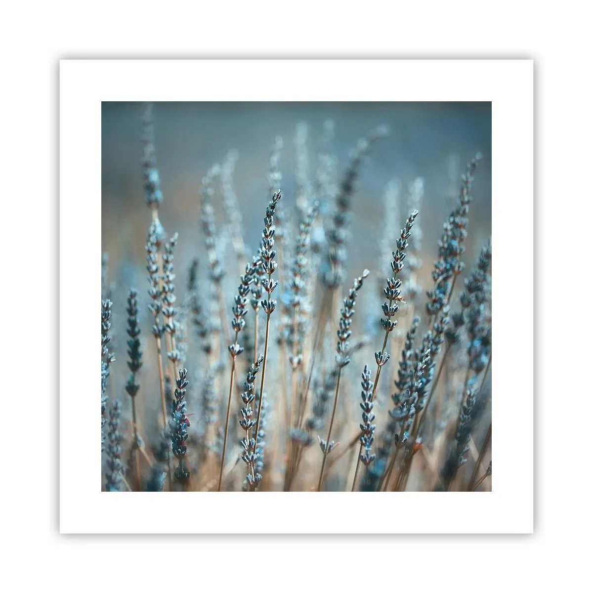 Plagát - Voňavý lán - 40x40 cm