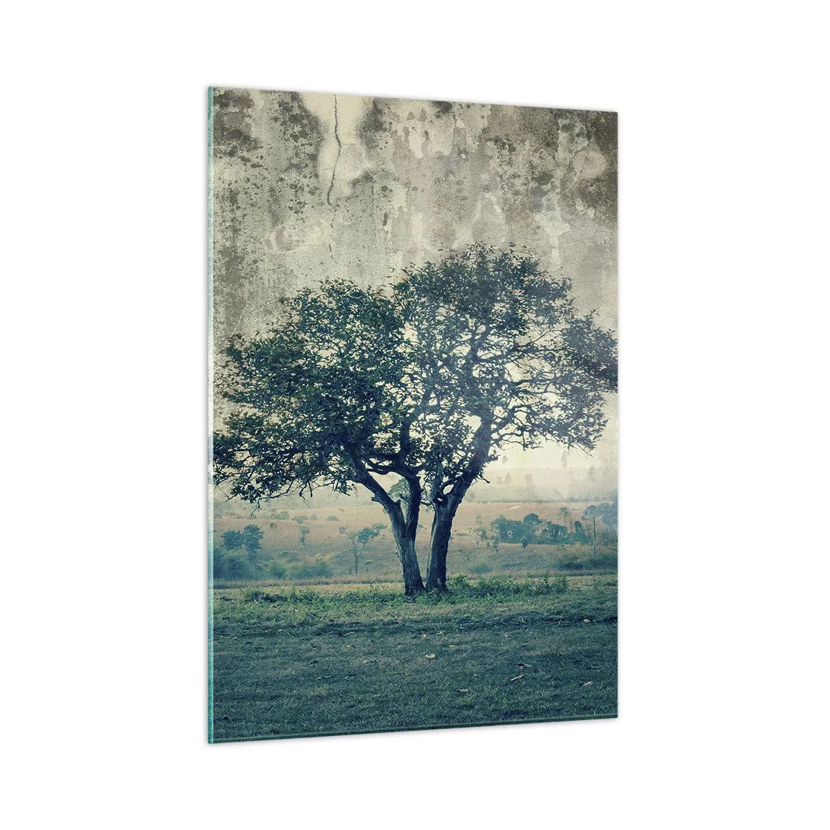 Obraz na skle - Jabloň na modrom poli? - 50x70 cm