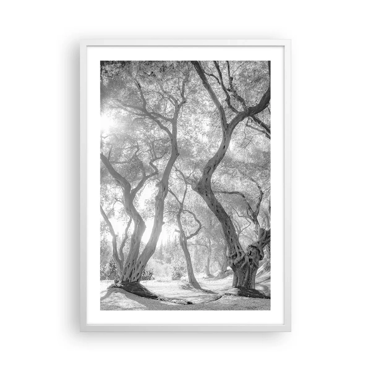 Plagát v bielom ráme - V olivovom háji - 50x70 cm