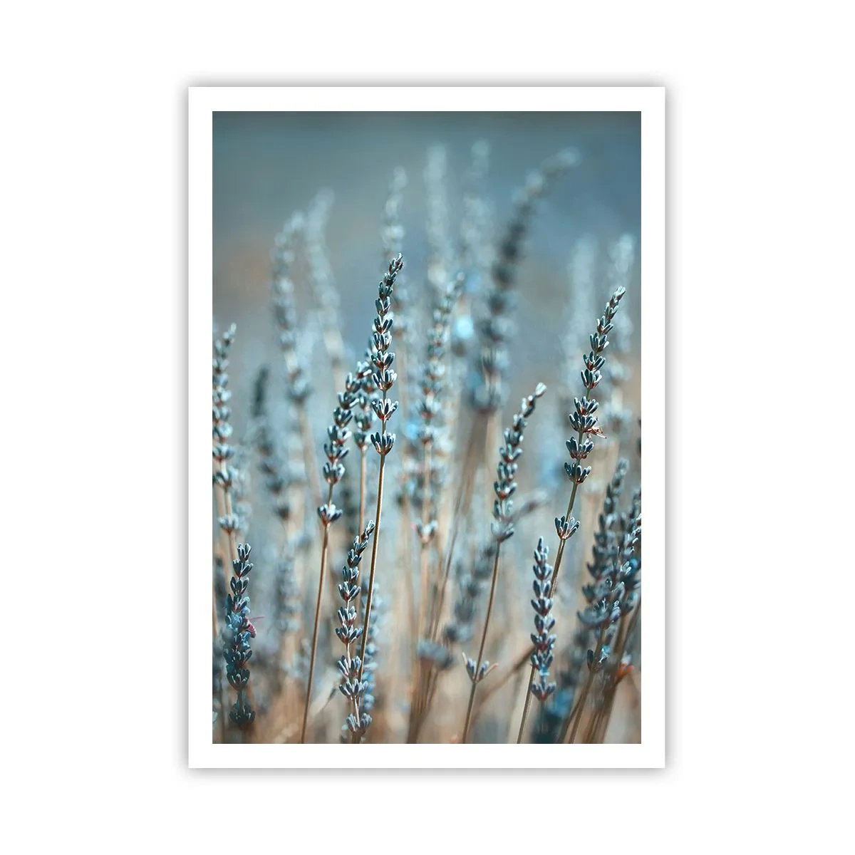 Plagát - Voňavý lán - 70x100 cm