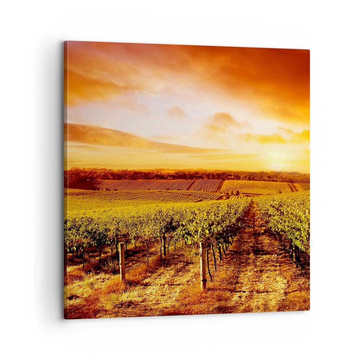 Obraz na plátne - Jemne ovocné s nádychom slnka - 60x60 cm