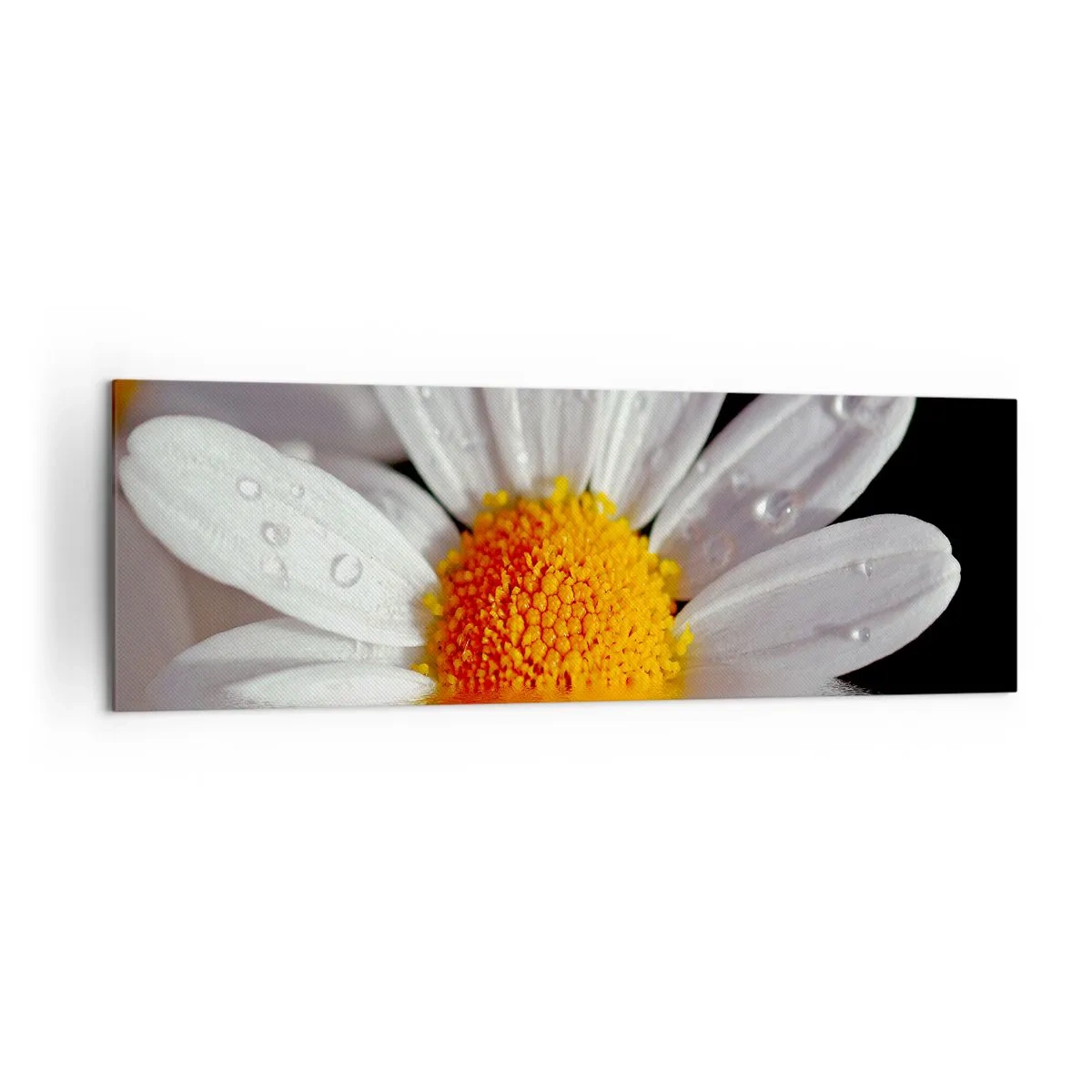 Obraz na plátne - Vychádzajúce slnko sedmokrásky - 160x50 cm