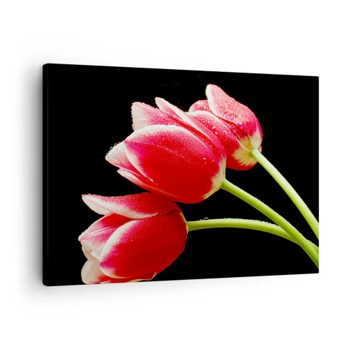 Obraz na plátne - Červené tulipány s kvapkami rosy na čiernom pozadí - 70x50cm - Sľub čistej lásky - Moderná nástenná dekorácia do obývacej izby a spálne ARTTOR