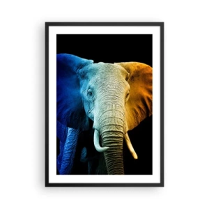 Plagát v čiernom ráme - Farebný obrázok slona na čiernom pozadí - 50x70cm - Excentrický muž, avšak nie podivín - Moderná nástenná dekorácia do obývacej izby a spálne ARTTOR