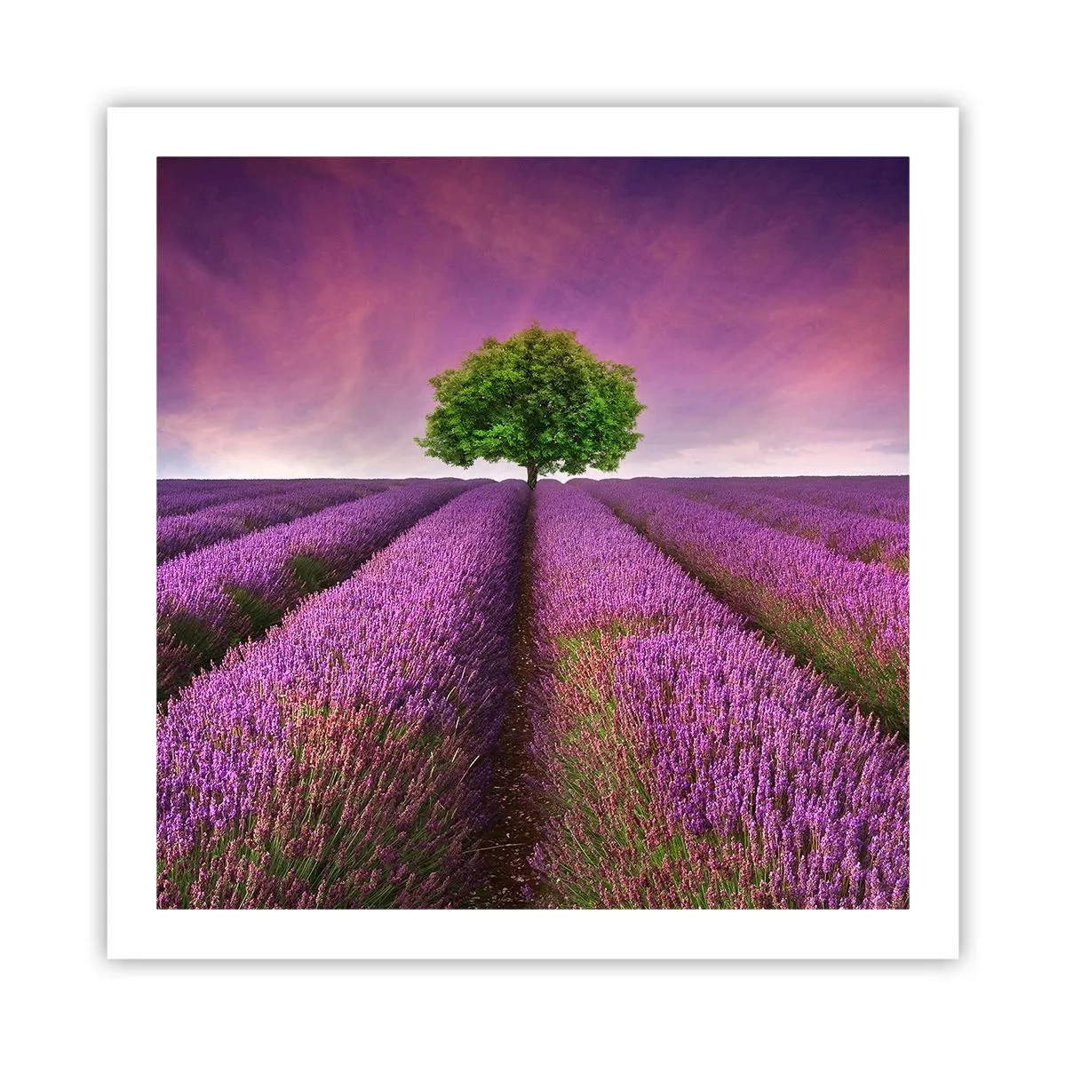 Plagát - Na levanduľových poliach - 60x60 cm