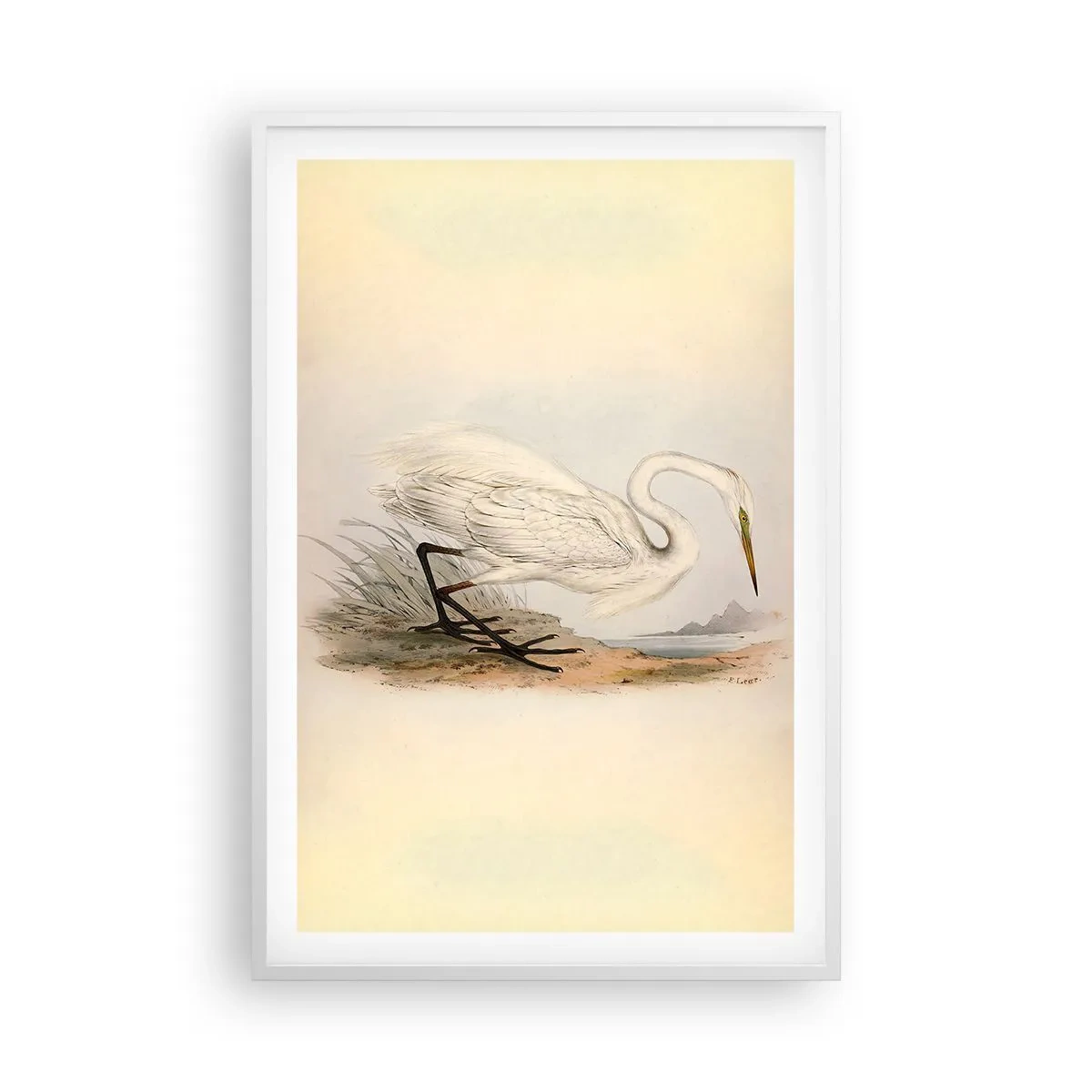 Plagát v bielom ráme - Pani rákosín - 61x91 cm
