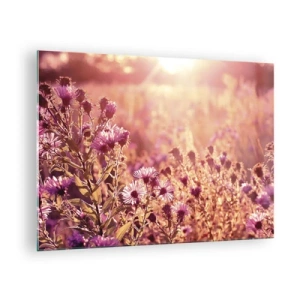 Obraz na skle - Fialové kvety na lúke vo svetle zapadajúceho slnka - 70x50cm - Než skončí leto - Moderná nástenná dekorácia do obývacej izby a spálne ARTTOR