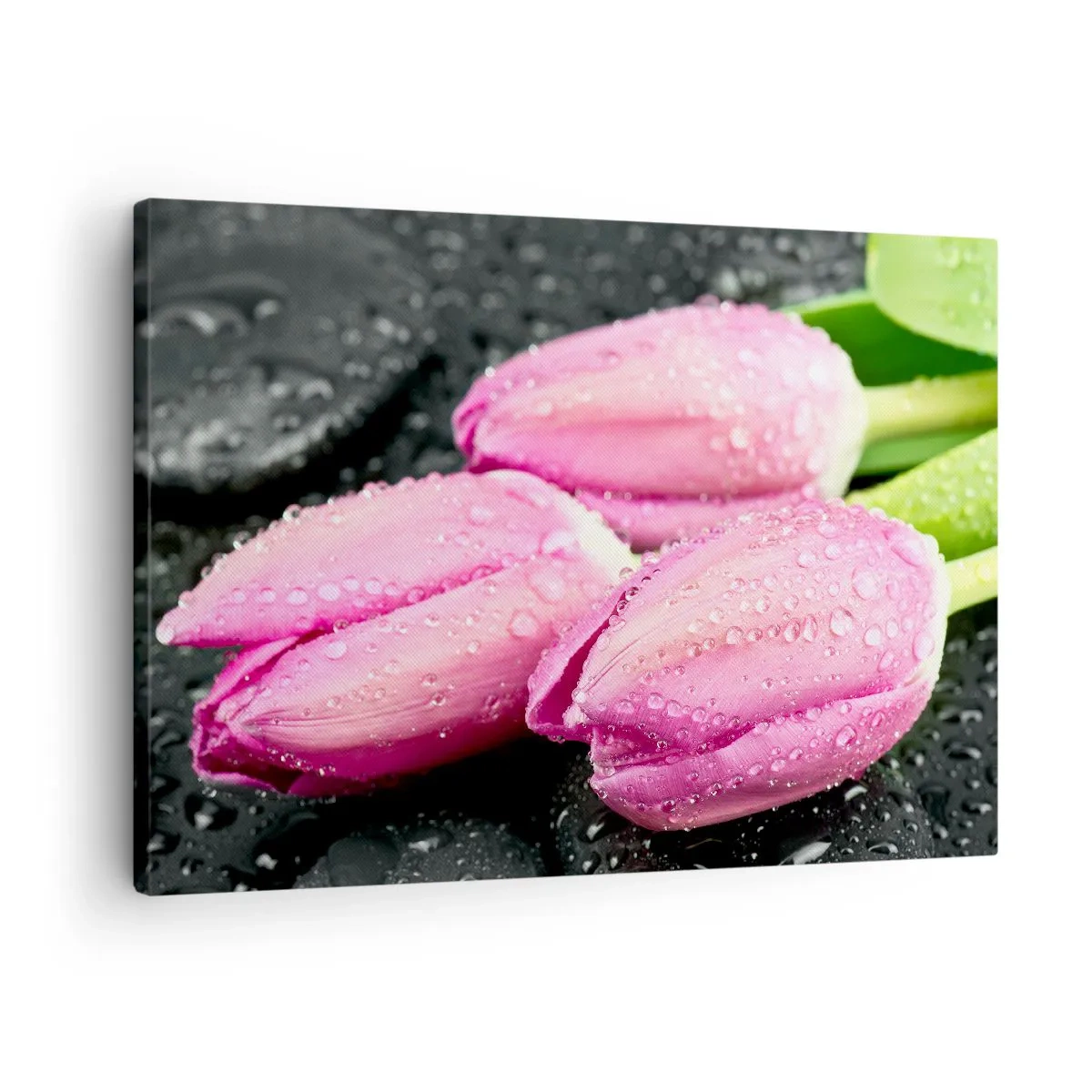 Obraz na plátne - Tri ružové tulipány s kvapkami vody na čiernom pozadí - 70x50cm - Ľaliová trojica na čiernom kameni - Moderná nástenná dekorácia do obývacej izby a spálne ARTTOR