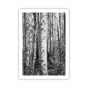 Plagát - Brezová kolonáda - 50x70 cm