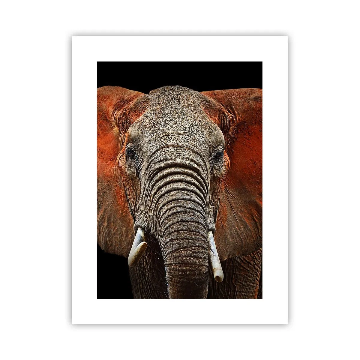 Plagát - Som divoký, a ty? - 30x40 cm