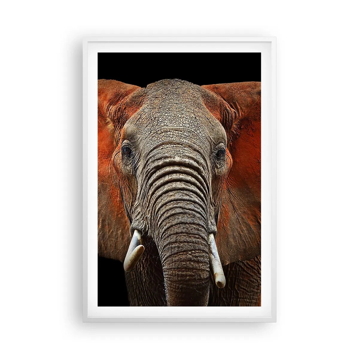 Plagát v bielom ráme - Som divoký, a ty? - 61x91 cm