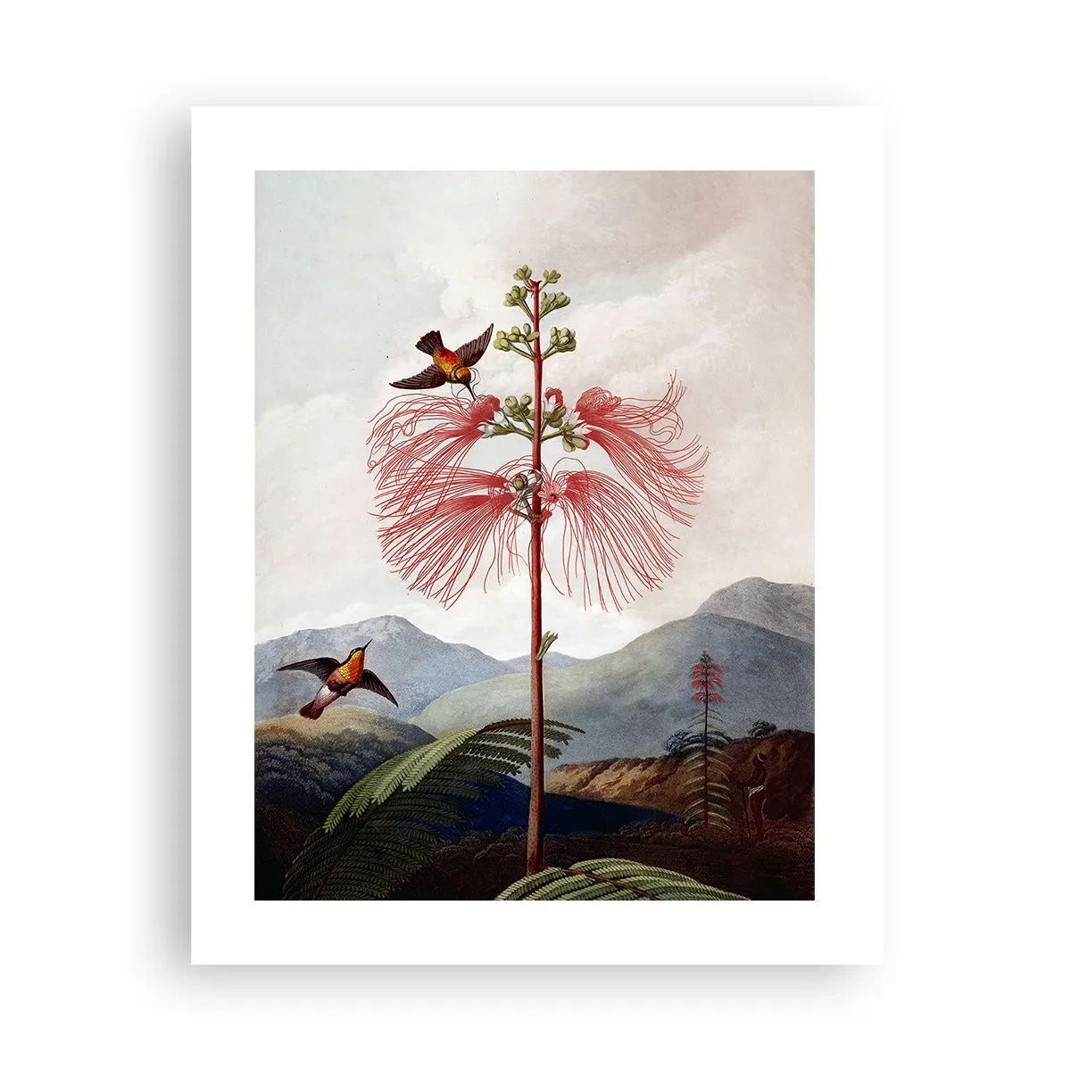 Plagát - V tropickom raji - 40x50 cm