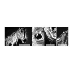 Vzorka samolepiacej fototapety Deluxe Sticker - Žiarenie vznešenej duše - Zvieratá, Kôň, Mare - 100x30 cm