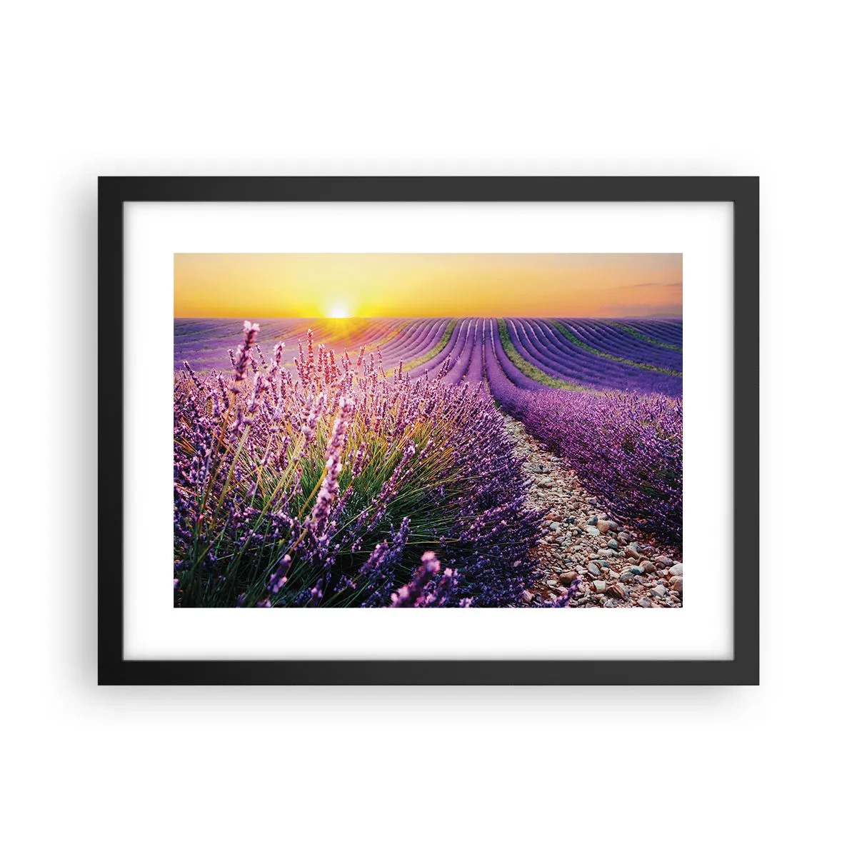 Plagát v čiernom ráme - Voňavý lán - 40x30 cm