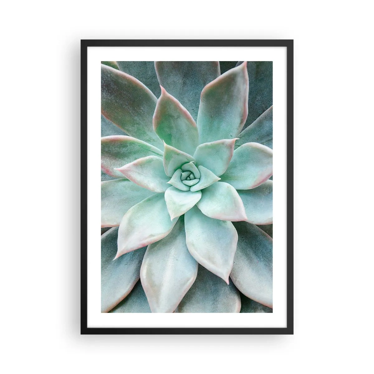 Plagát v čiernom ráme - Detailný záber na symetrické listy sukulentu v odtieňoch zelenej. - 50x70cm - Srdce púšte - Moderná nástenná dekorácia do obývacej izby a spálne ARTTOR