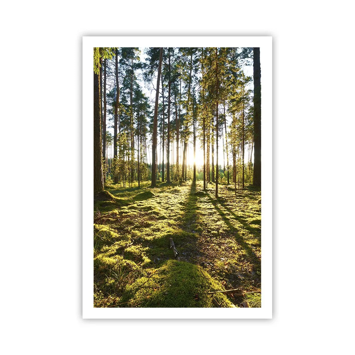 Plagát - …Za siedmimi lesmi - 61x91 cm