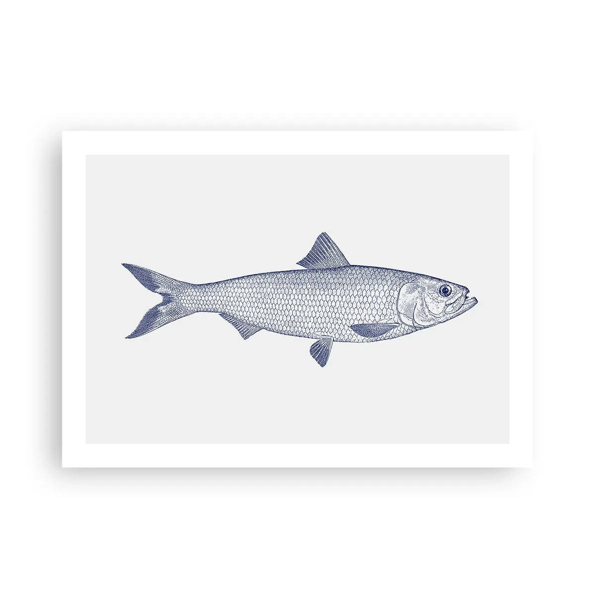 Plagát - Pozdravy zo severných morí - 70x50 cm